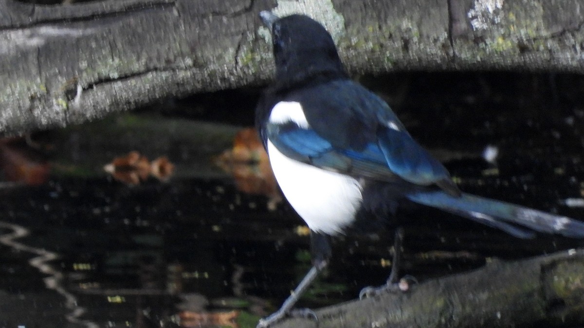 Eurasian Magpie - ML643852333