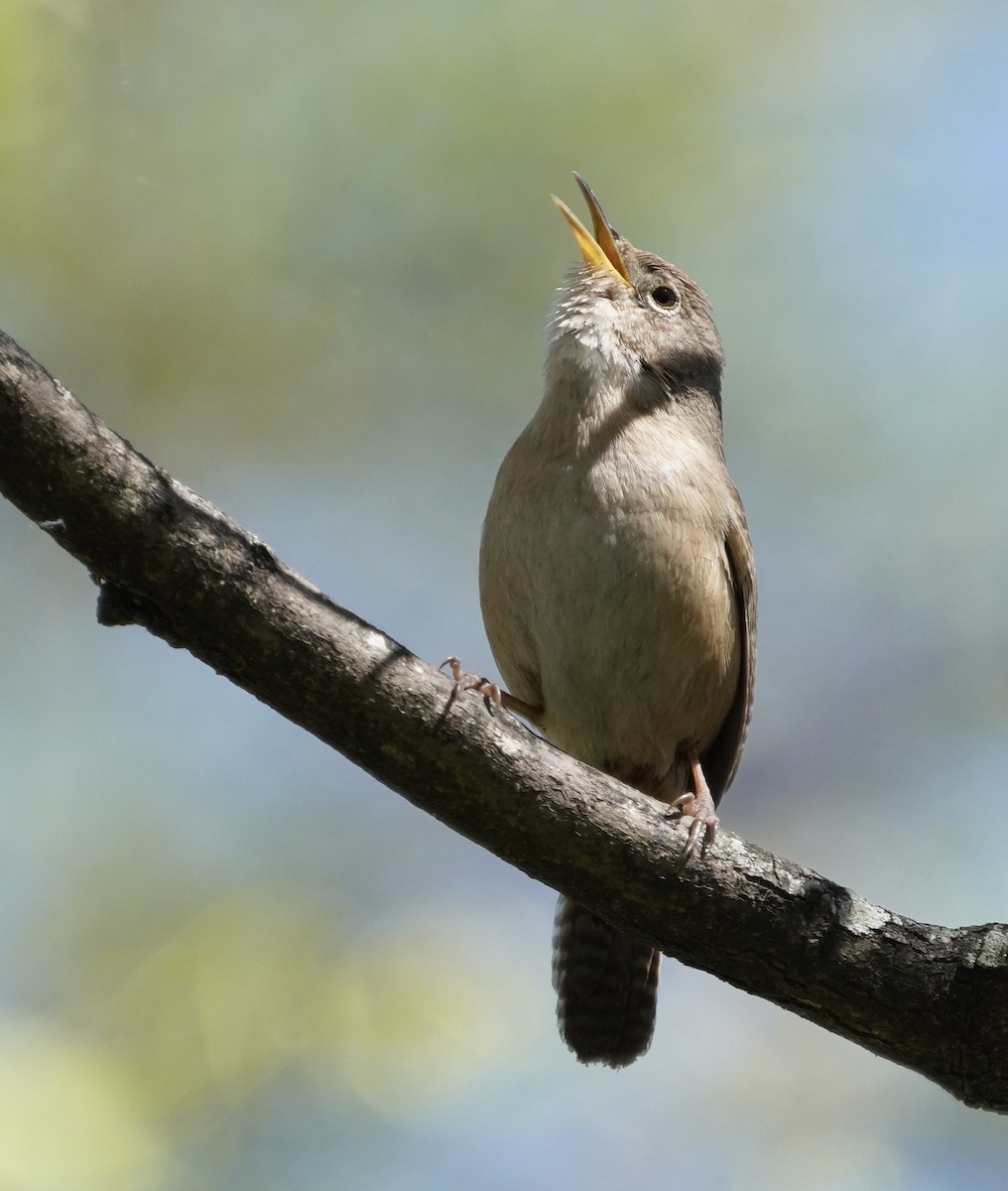 Southern House Wren - ML643852336