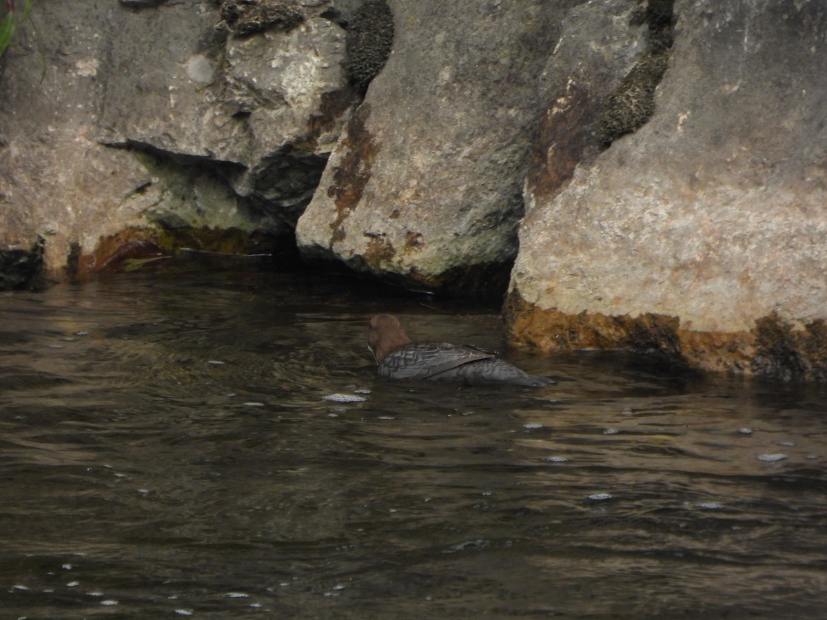 White-throated Dipper - ML643852339