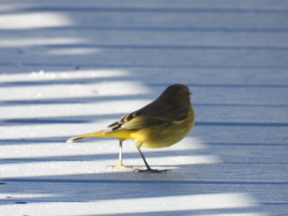Palm Warbler - ML643852353