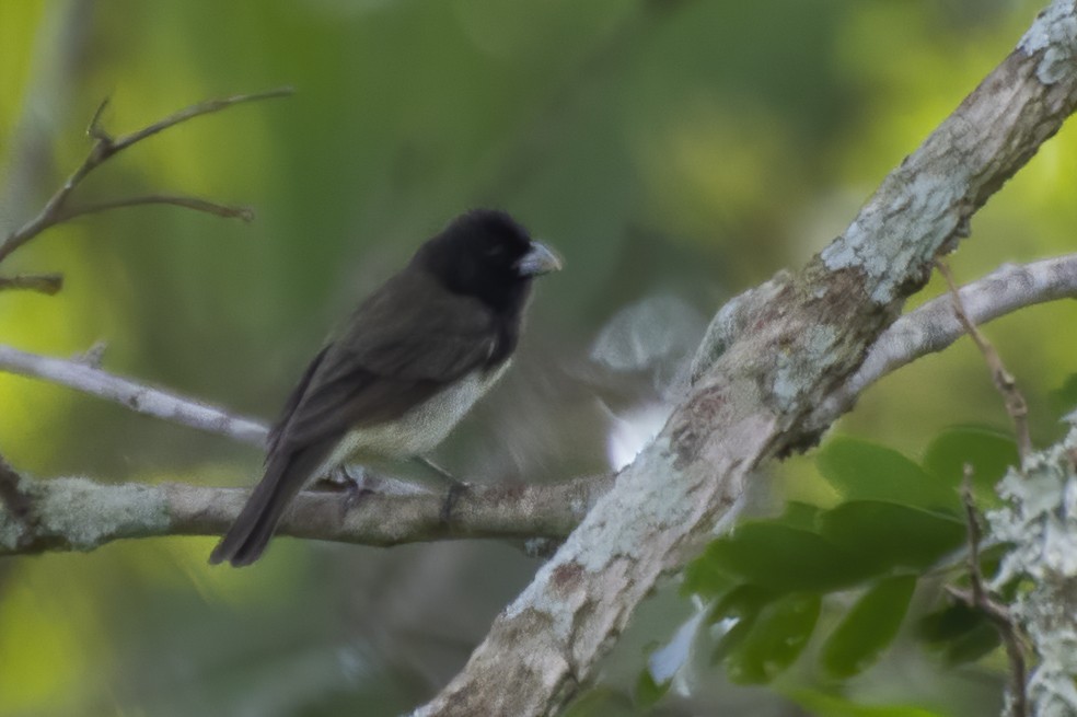 Yellow-bellied/Dubois's Seedeater - ML643852372