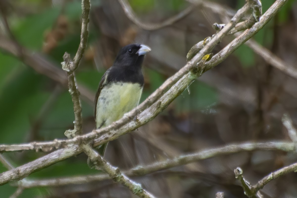 Yellow-bellied/Dubois's Seedeater - ML643852373