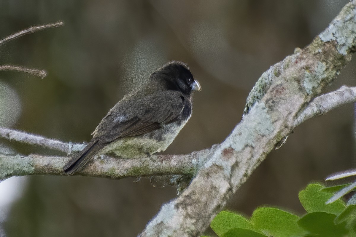 Yellow-bellied/Dubois's Seedeater - ML643852374