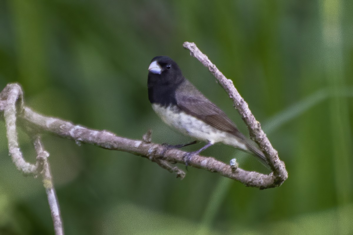 Yellow-bellied/Dubois's Seedeater - ML643852375