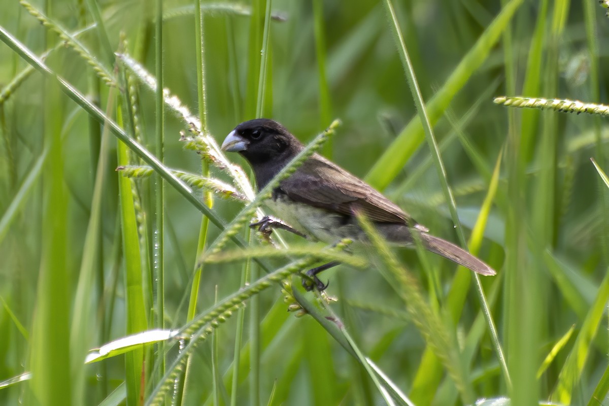 Yellow-bellied/Dubois's Seedeater - ML643852376