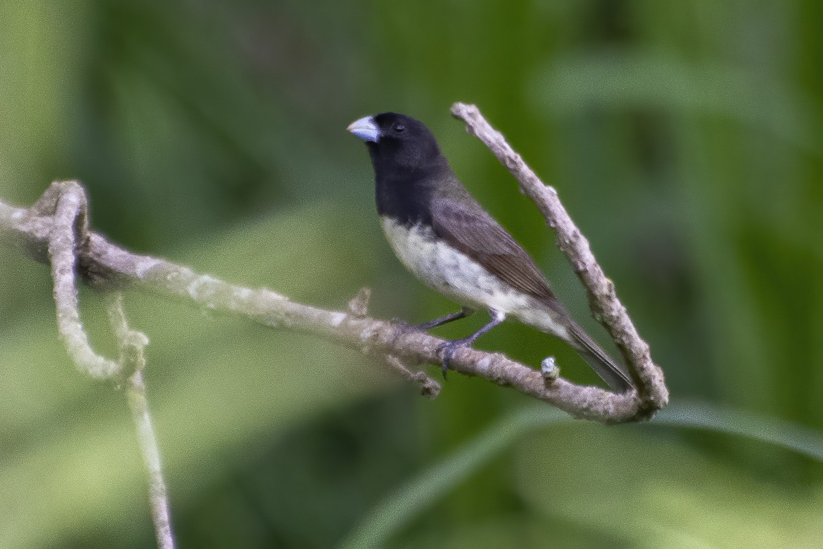 Yellow-bellied/Dubois's Seedeater - ML643852377