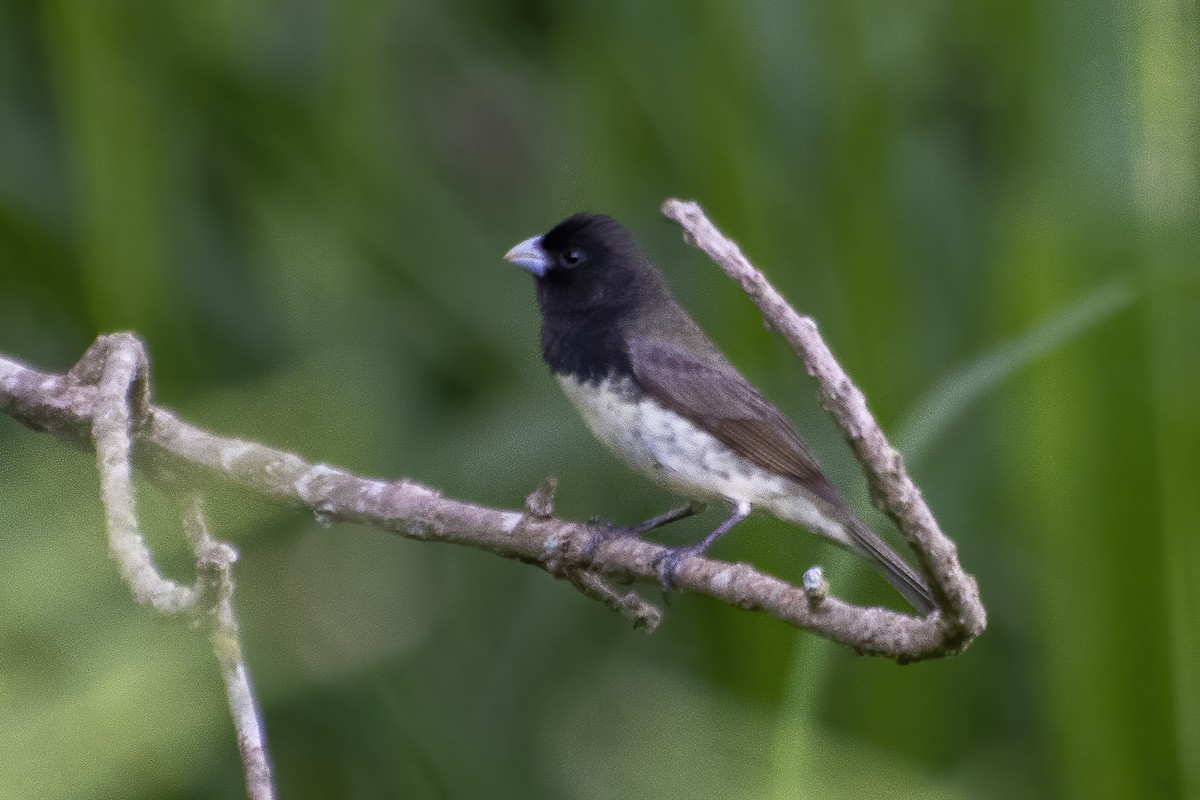 Yellow-bellied/Dubois's Seedeater - ML643852378