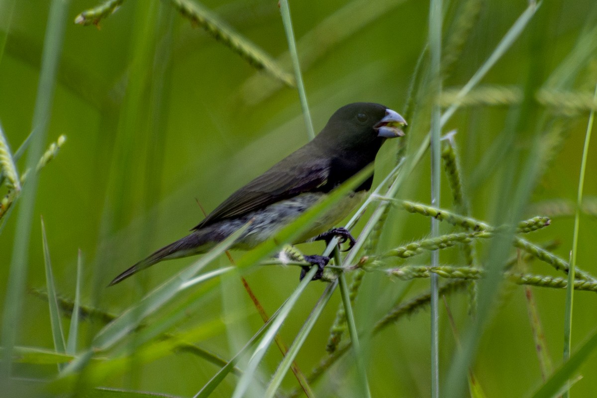Yellow-bellied/Dubois's Seedeater - ML643852379