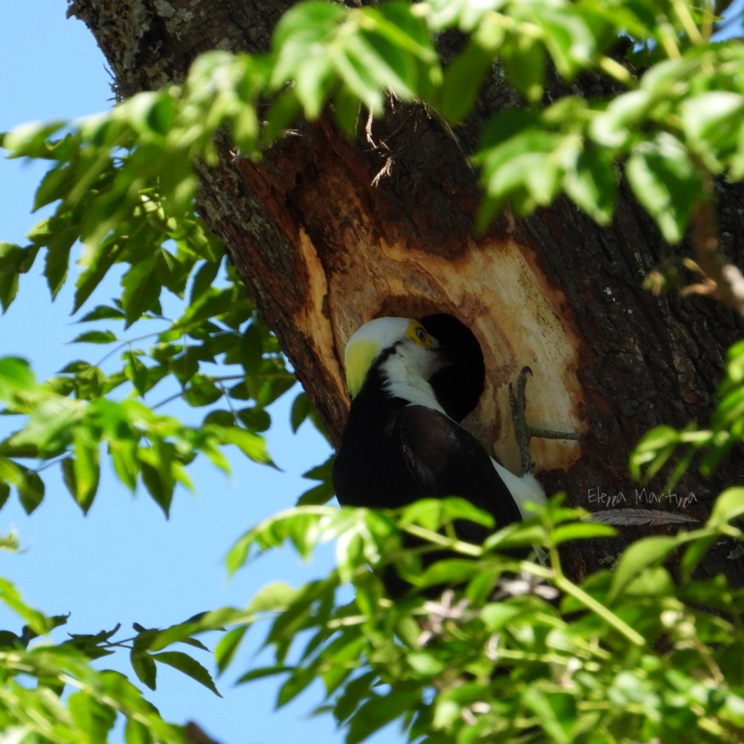White Woodpecker - ML643852380