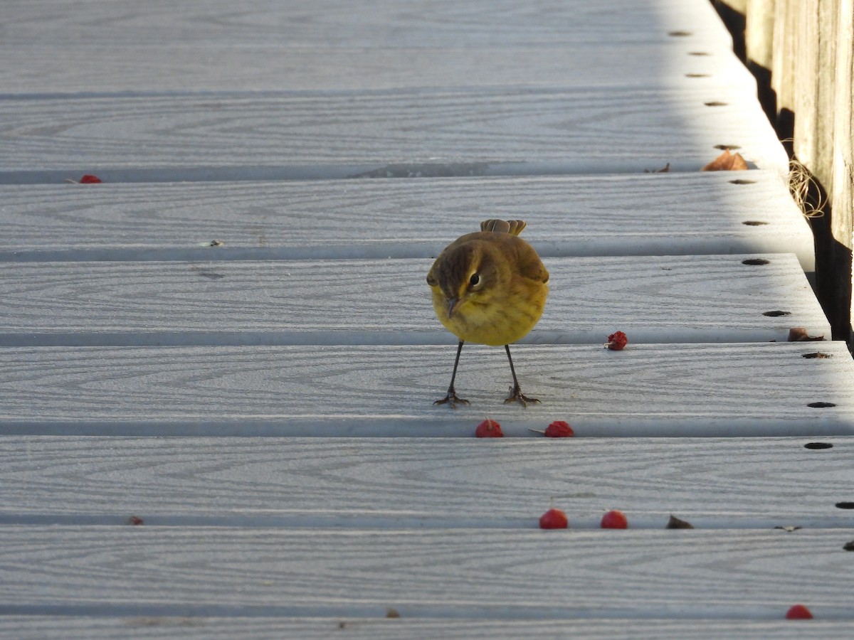 Palm Warbler - ML643852381