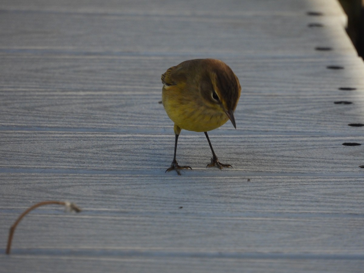 Palm Warbler - ML643852387