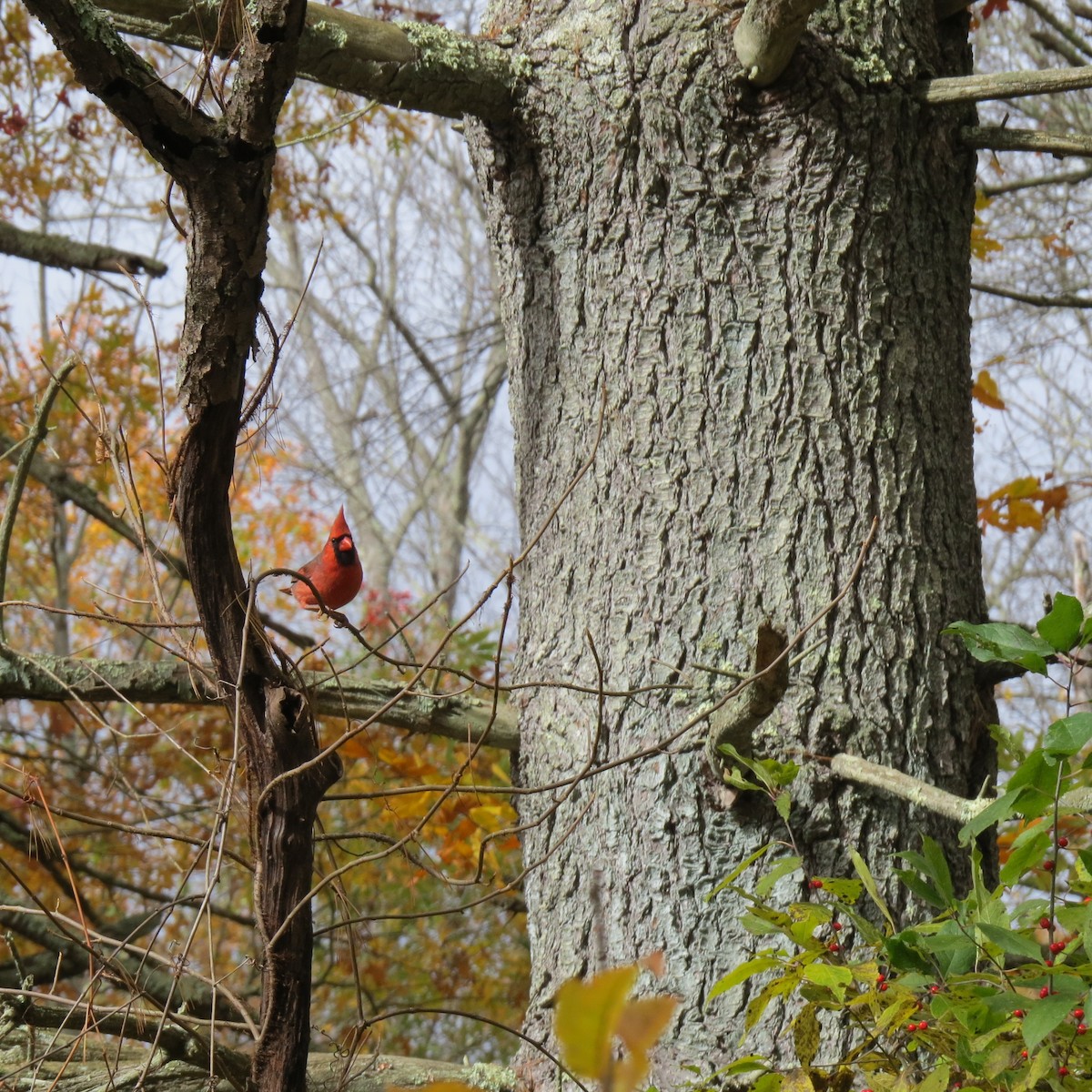Cardinal rouge - ML643852391