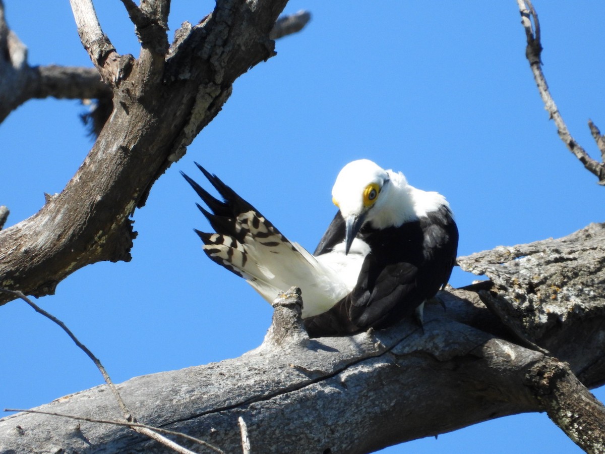 White Woodpecker - ML643852396
