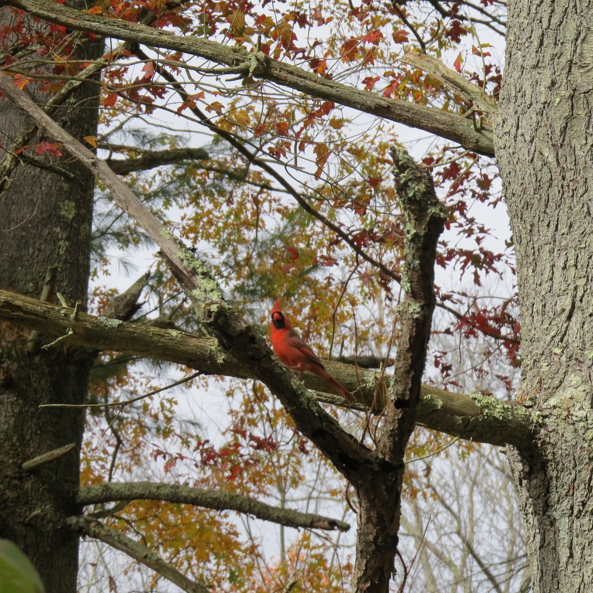 Cardinal rouge - ML643852403