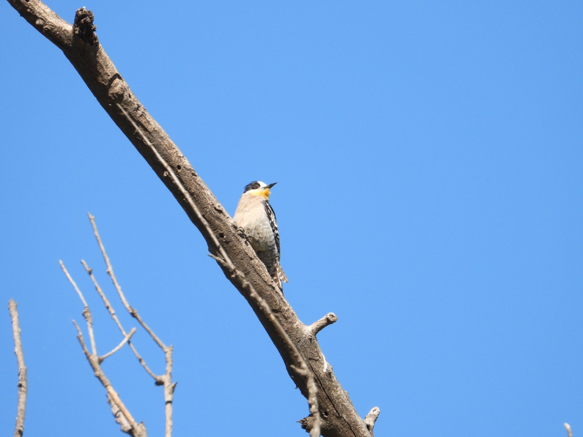White-fronted Woodpecker - ML643852412