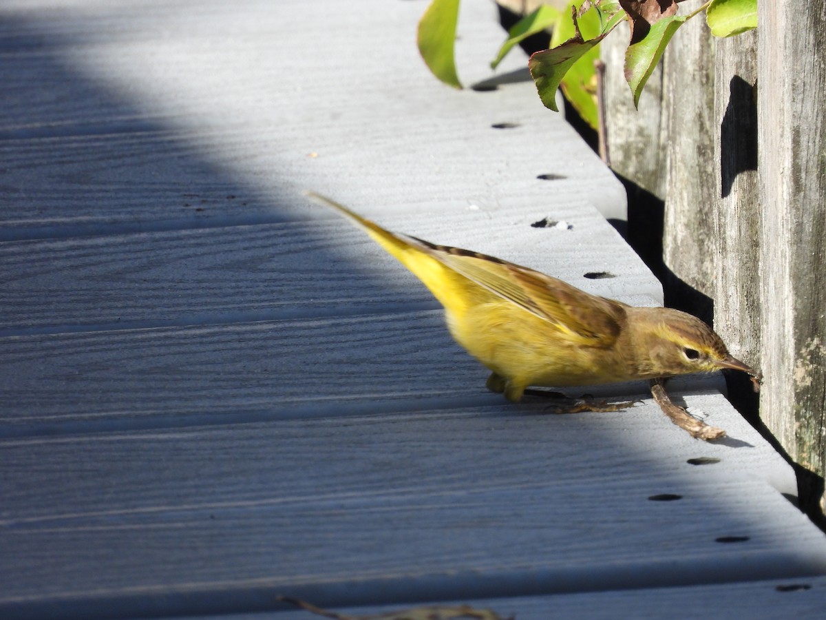 Palm Warbler - ML643852414