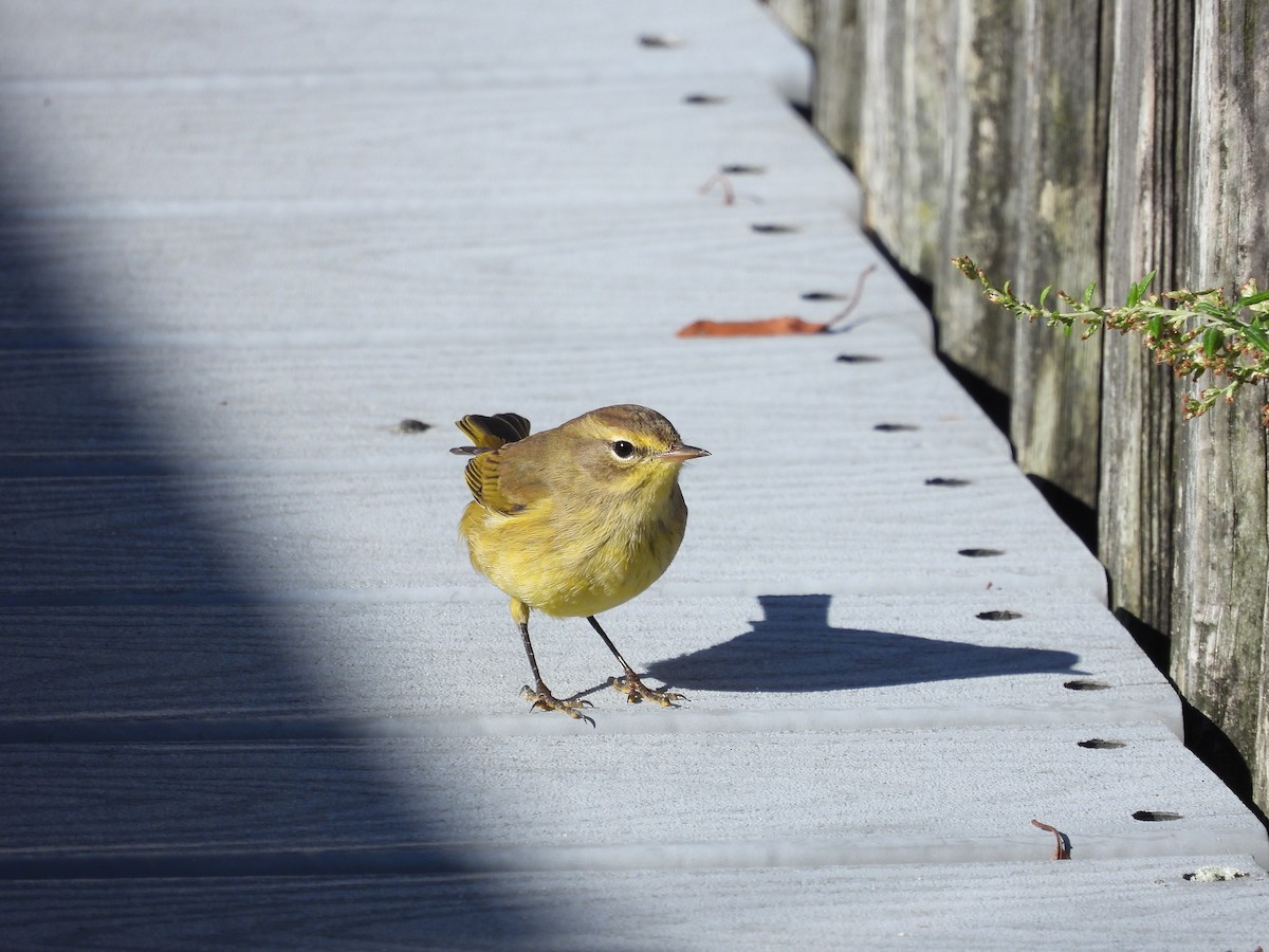 Palm Warbler - ML643852416