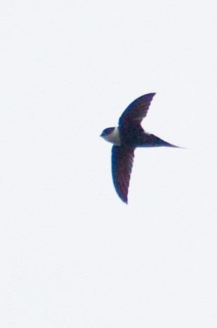 Lesser Swallow-tailed Swift - ML643852417