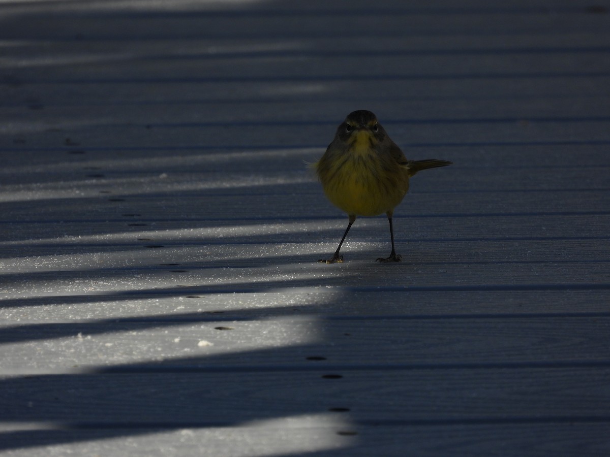 Palm Warbler - ML643852420