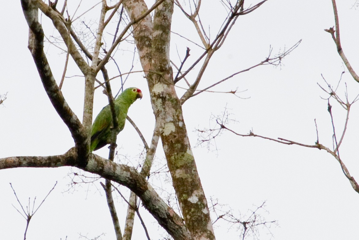 Amazona Frentirroja - ML643852426