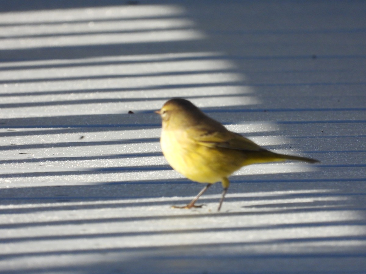 Palm Warbler - ML643852427