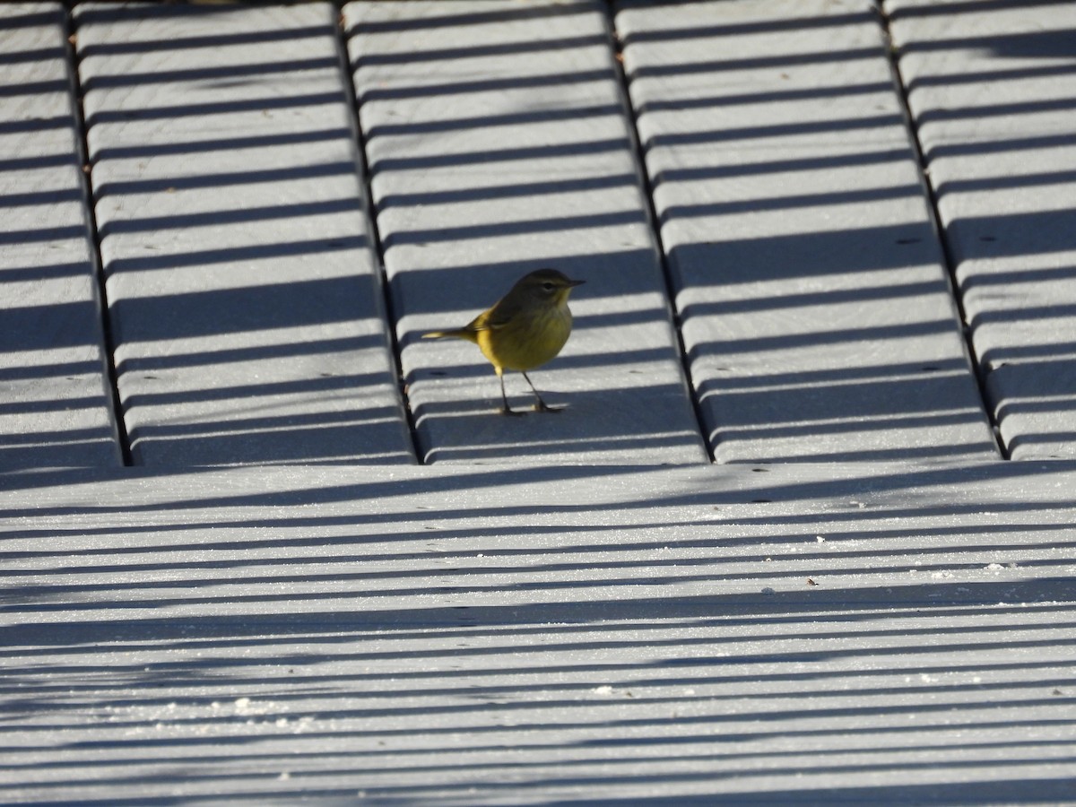 Palm Warbler - ML643852429