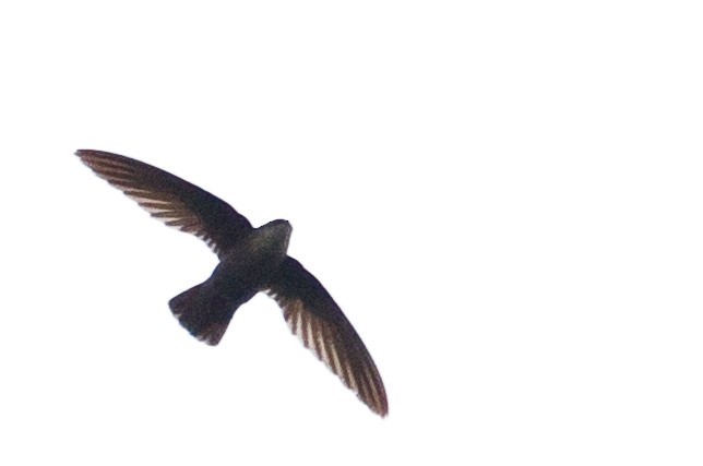 Gray-rumped Swift - ML643852431