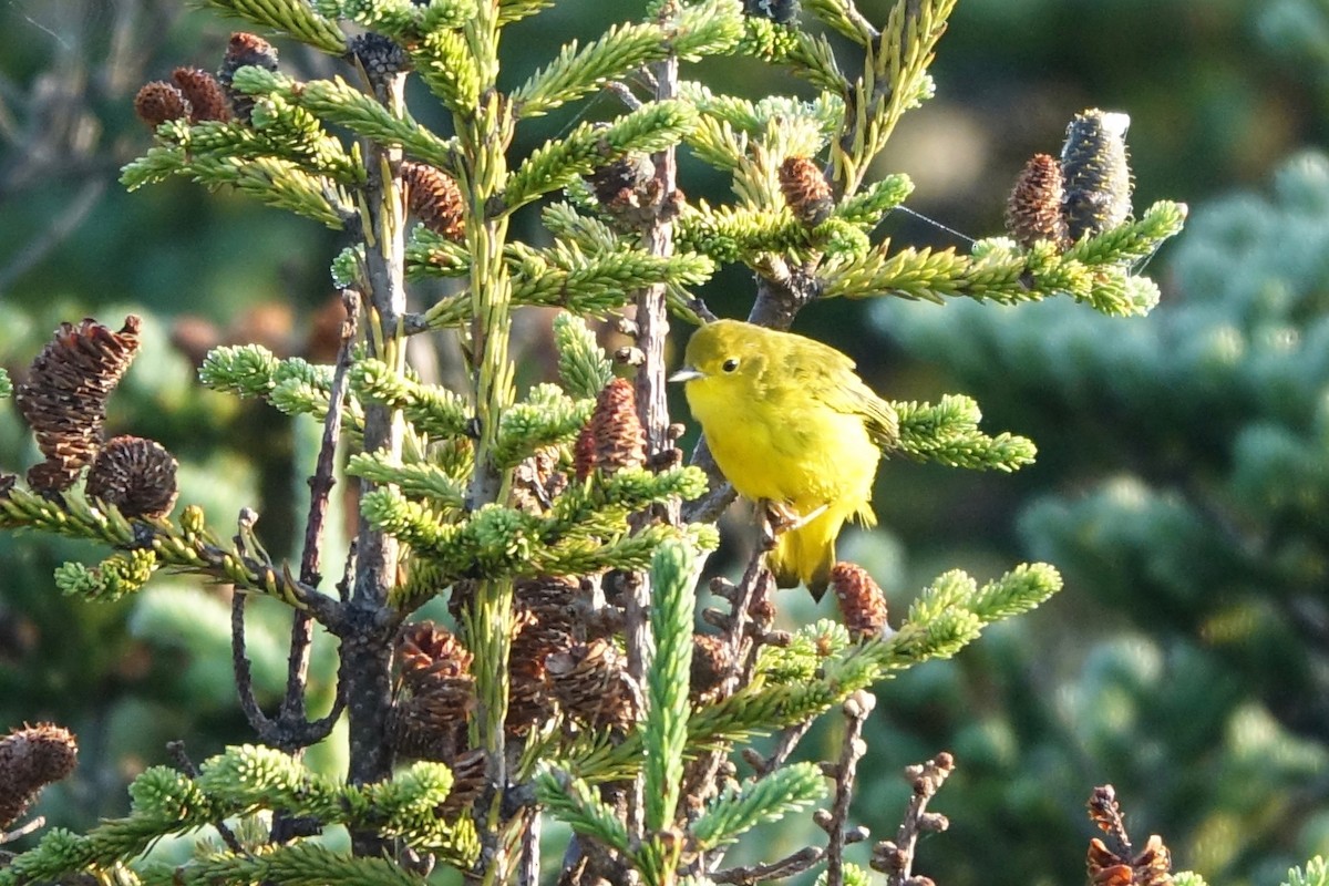 Yellow Warbler (Northern) - ML643852435
