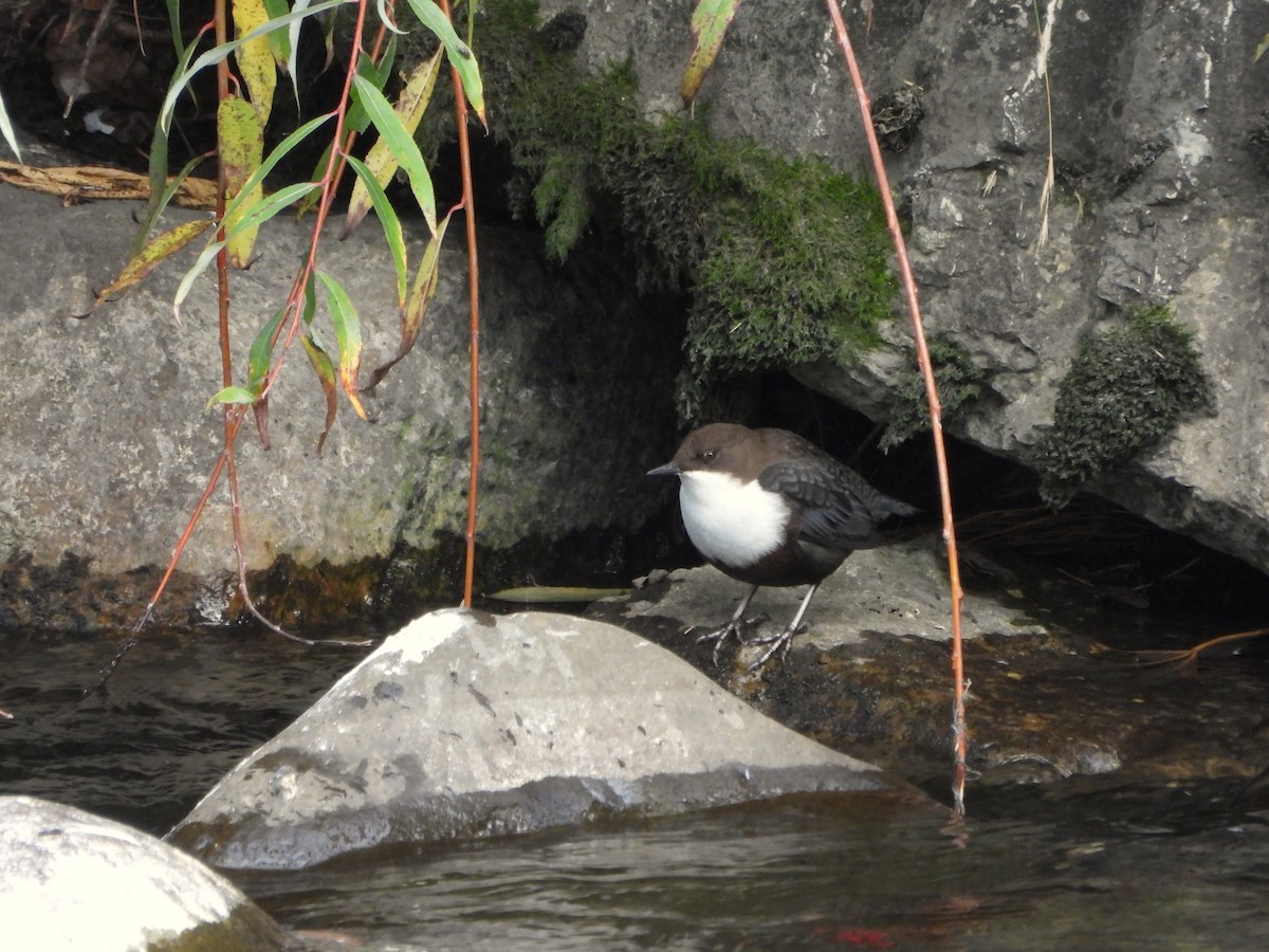 White-throated Dipper - ML643852437