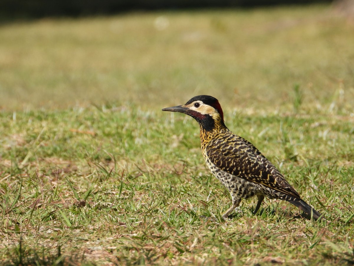Green-barred Woodpecker - ML643852446
