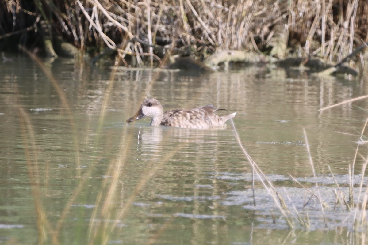 Marbled Duck - ML643852451