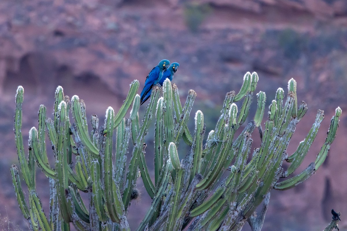 Indigo Macaw - ML643852458