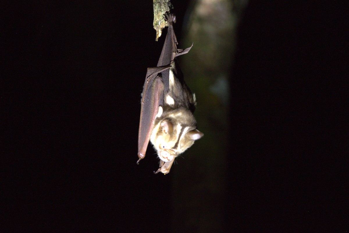 Diadem Roundleaf Bat - ML643852466