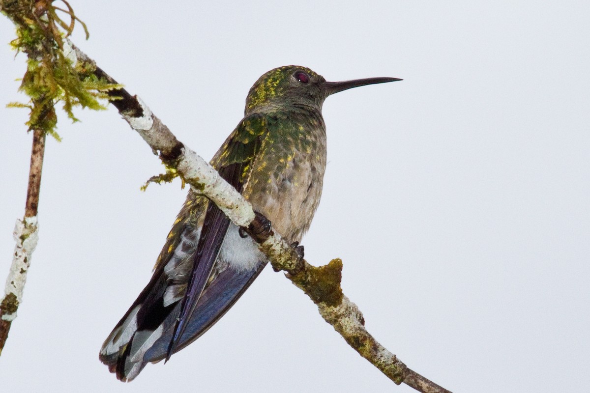 Scaly-breasted Hummingbird - ML643852467