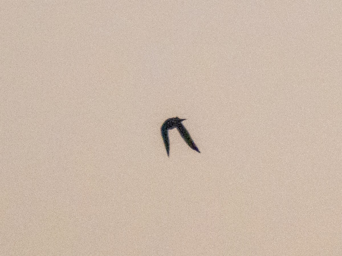 Purple Martin - ML643852469
