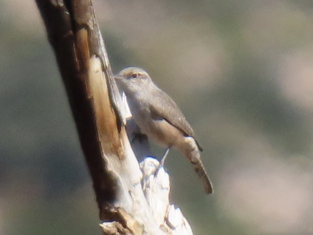 Rock Wren - ML643852471