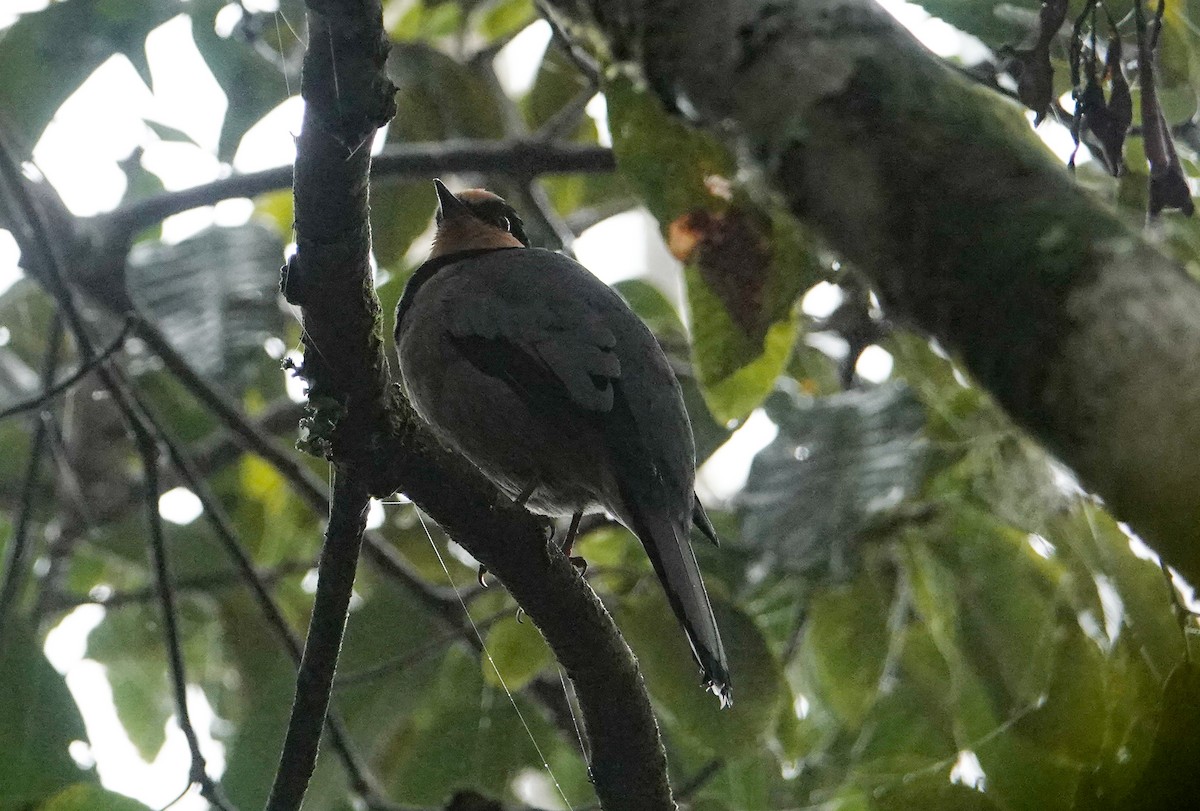 Cochoa de Bornéo - ML643852472