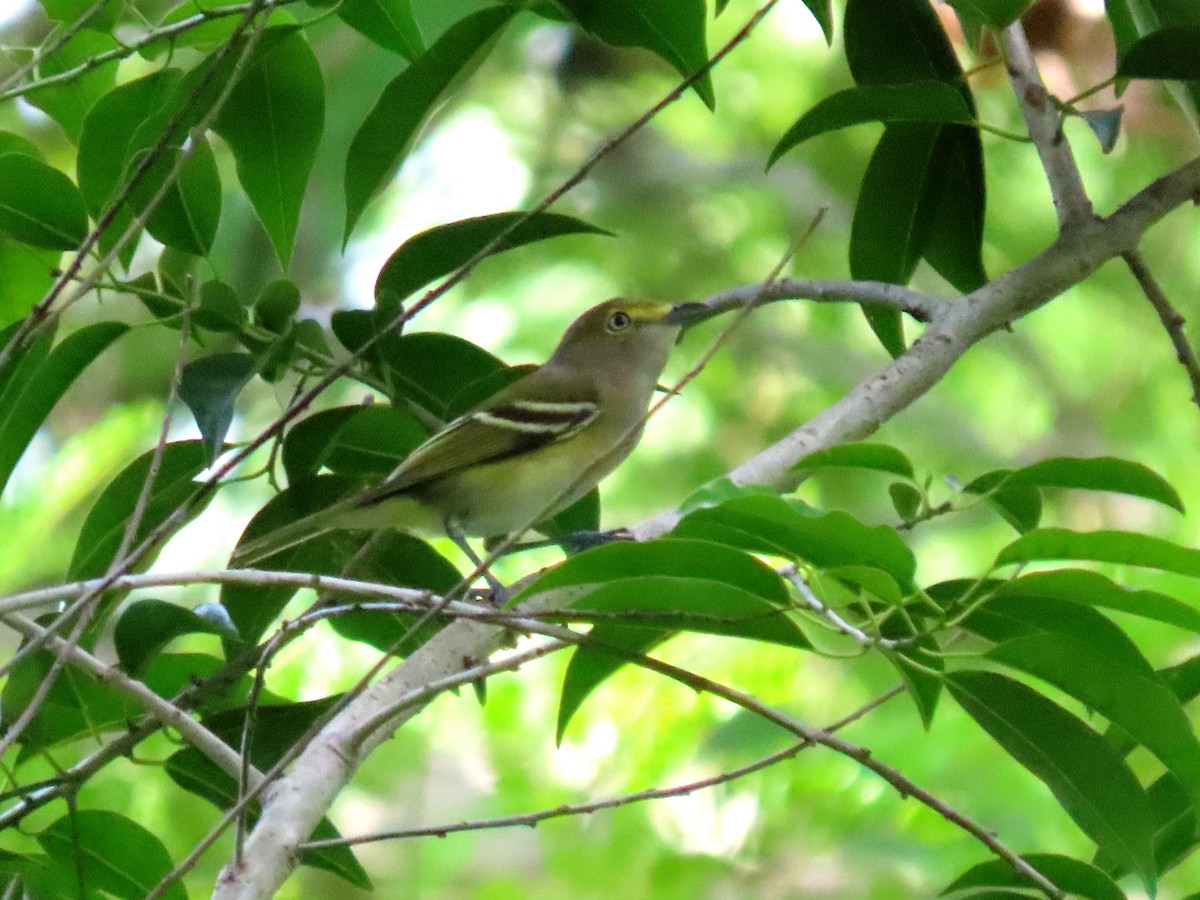 White-eyed Vireo - ML643852481