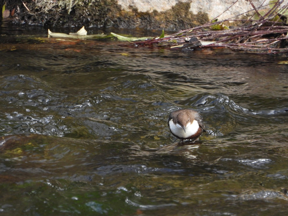 White-throated Dipper - ML643852483