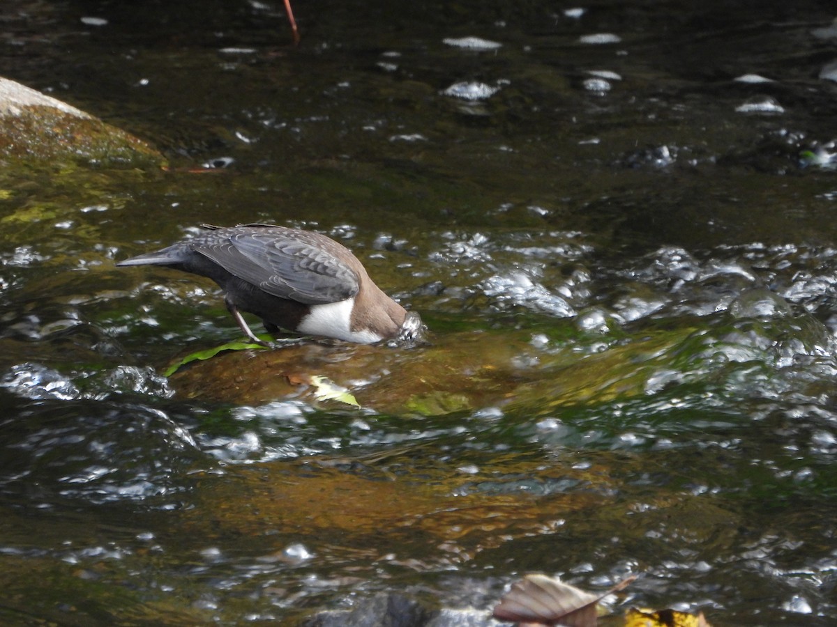 White-throated Dipper - ML643852484