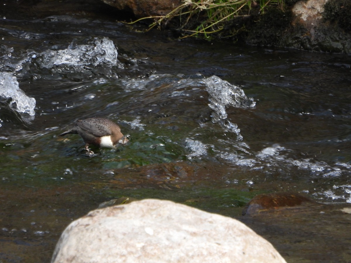 White-throated Dipper - ML643852485