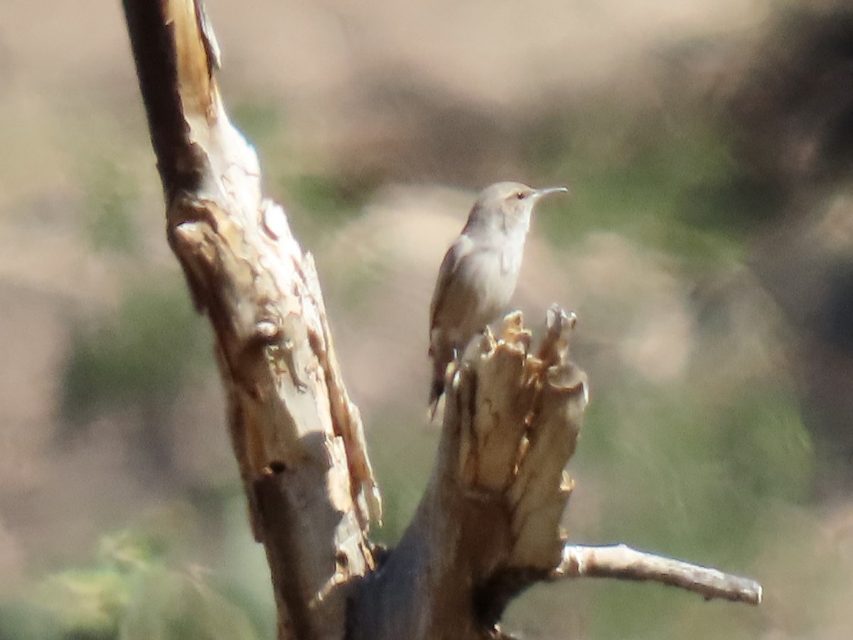 Rock Wren - ML643852486