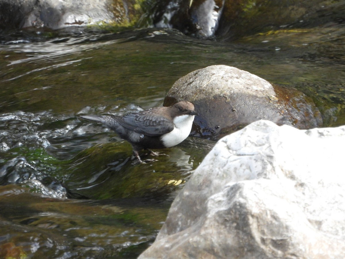 White-throated Dipper - ML643852487
