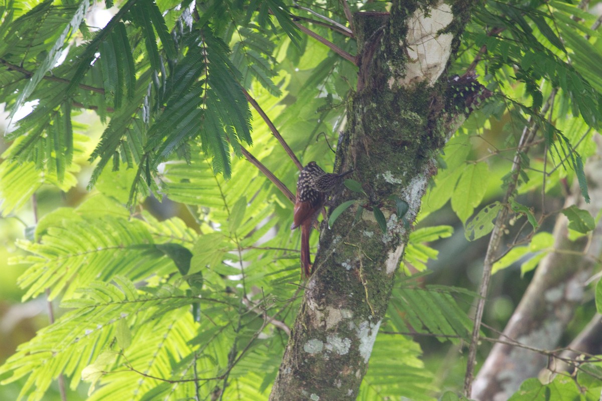 Black-striped Woodcreeper - ML643852490