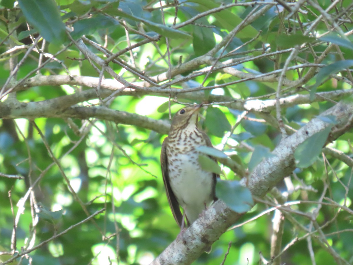 Swainson's Thrush - ML643852491
