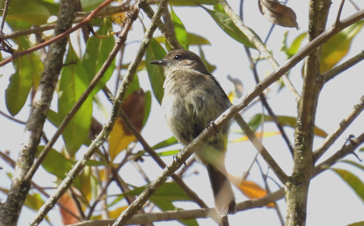 Jelski's Black-Tyrant - Jorge Tiravanti