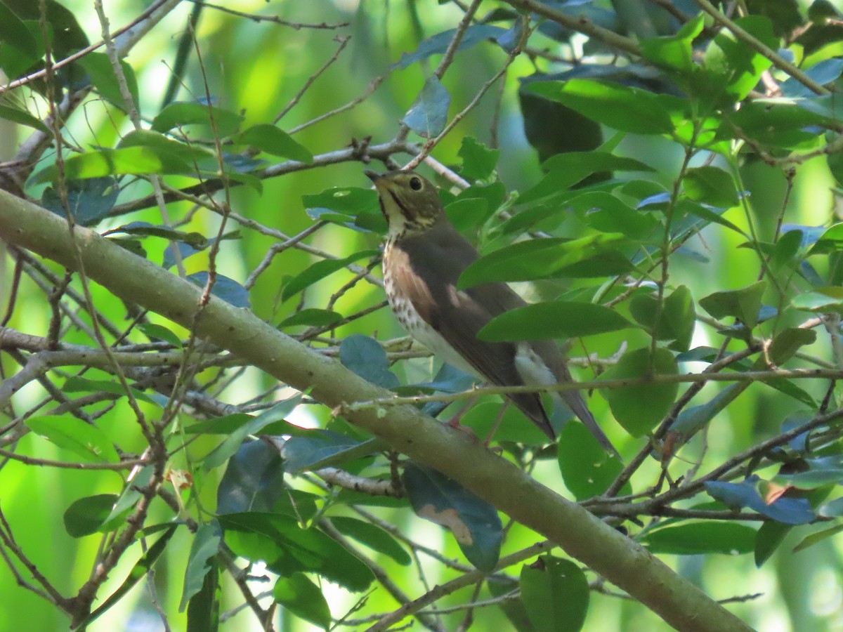 Swainson's Thrush - ML643852501
