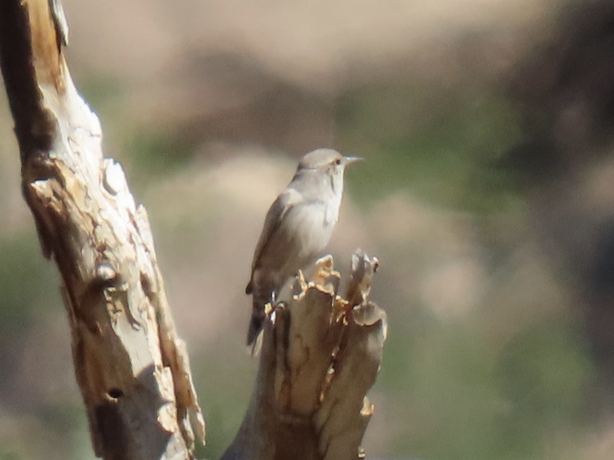 Rock Wren - ML643852506