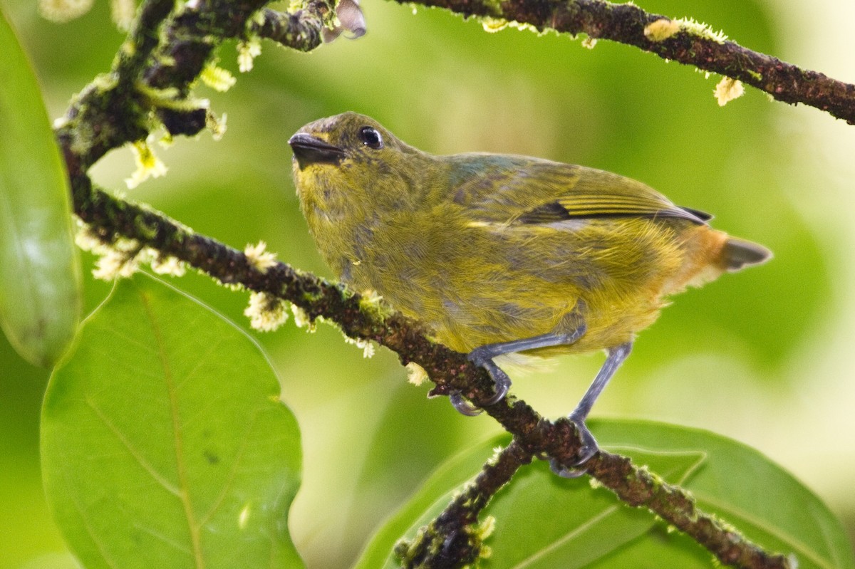 Olive-backed Euphonia - ML643852507