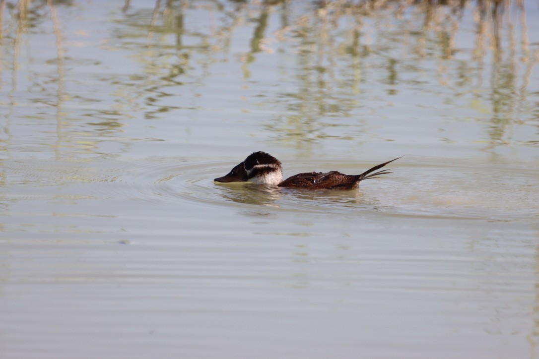 White-headed Duck - ML643852514